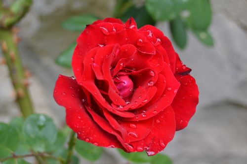 red rose flower drops