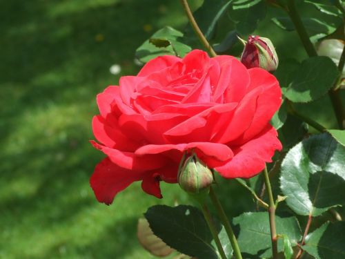 red rose plant blossom