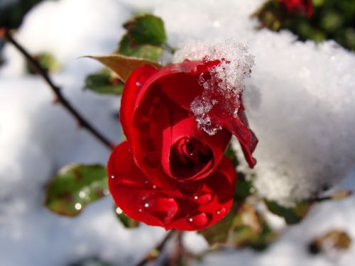 red rose snow drops of water