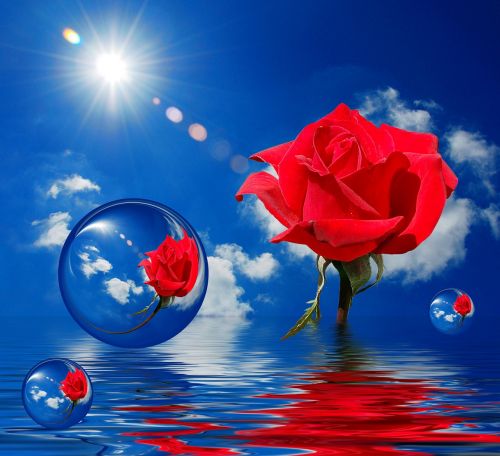 red rose bubbles clouds