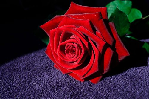 Red Rose