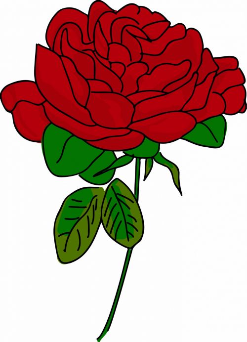 Red Rose