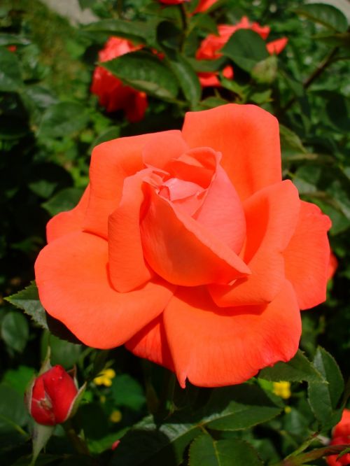 red rose rose bloom