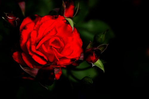 red rose rose flowers