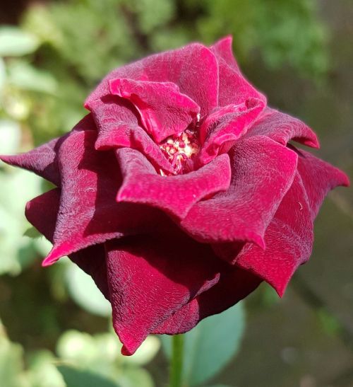 red rose flower floral