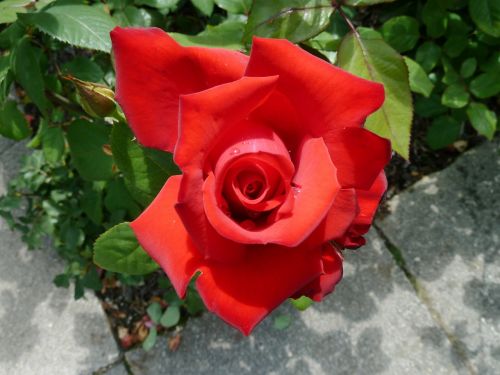 red rose blossom bloom