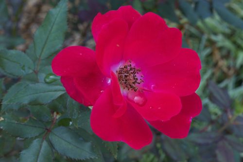 red rose rose flower