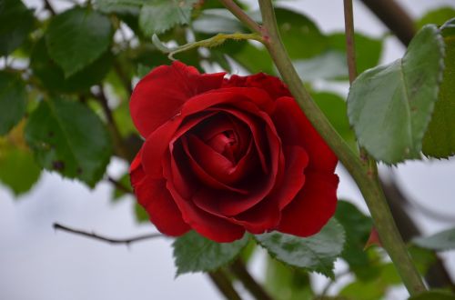 red rose flower red