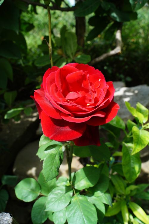 red rose spring summer