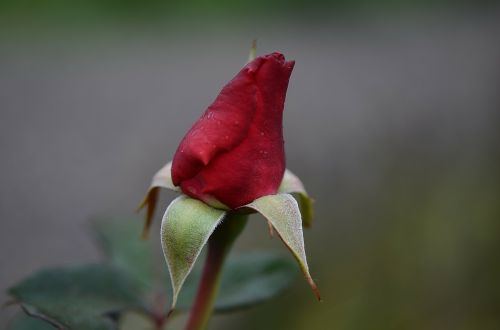red rose roses leaf
