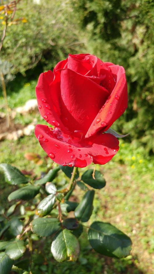 red rose rosa flower