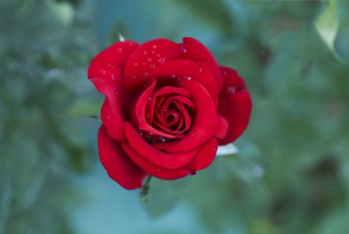 red rose love red flower