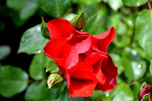 red rose flower rose