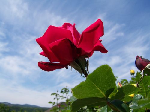 red rose garden blue sky