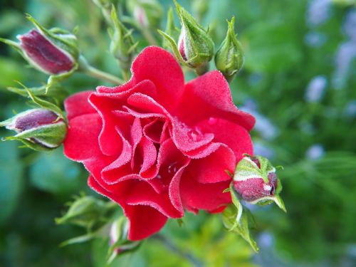 red rose rose bloom flower
