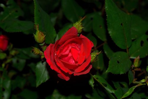 red rose dew rain