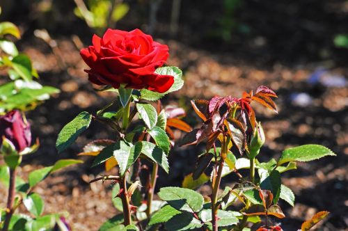 red rose chicago botanic gardens flowers