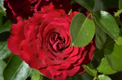 red rose blossom bloom