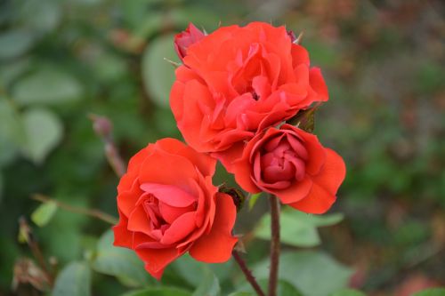 red rose bouquet flower