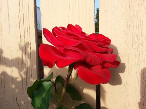 red rose flower bloom