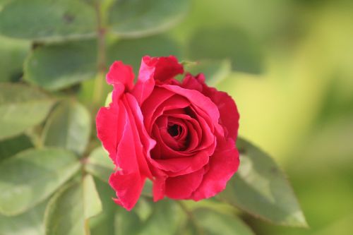 red rose rose blossom