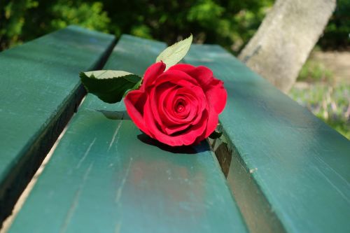 red rose green bench romantic