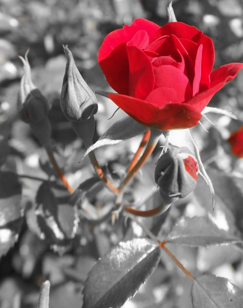 red rose blossom bloom