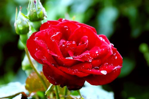 red rose flower rose