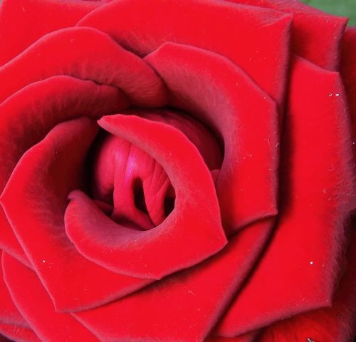 red rose close up flower