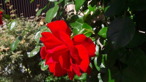 red rose ros red