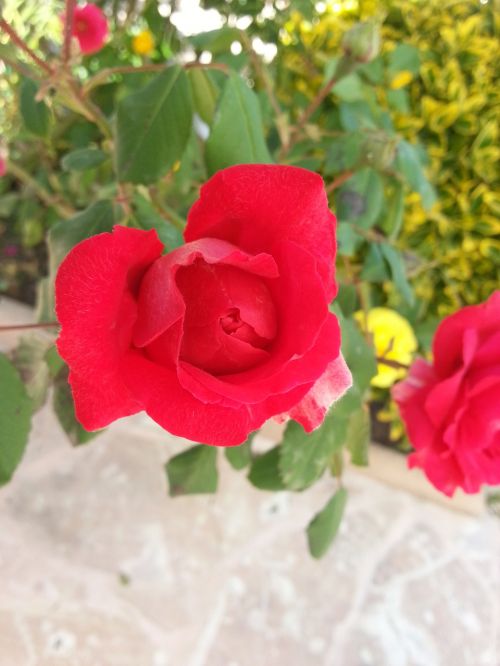 red rose red garden