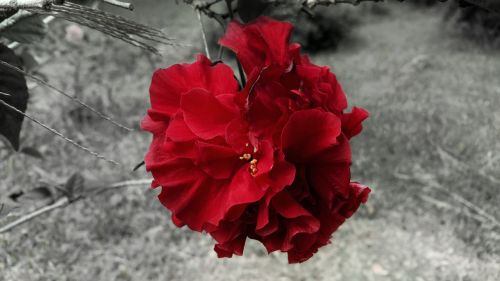 red rose flower black and white