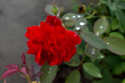 red rose rain drops nature