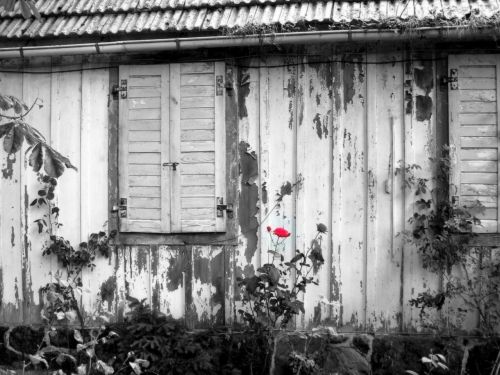 red rose shed old wood weathered