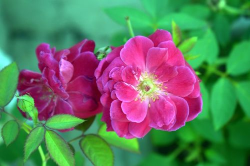 red rose red flower