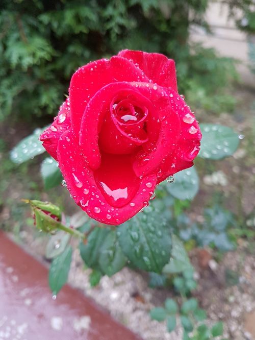 red rose rain flower
