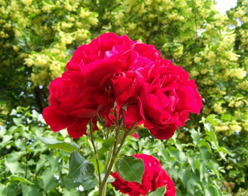 red rose flowering inflorescence summer flower