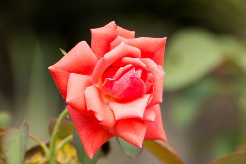 red rose rose flower