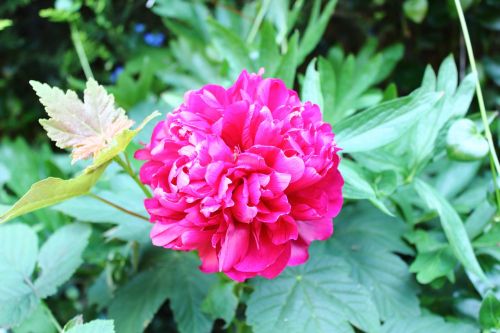 red rose flower nature