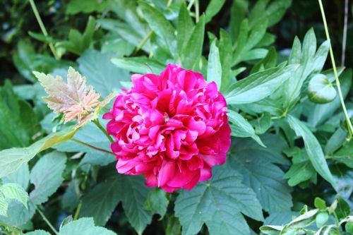 red rose nature flower