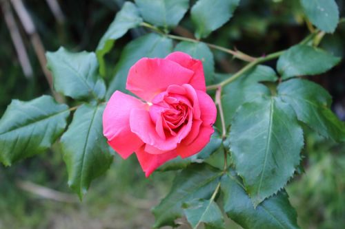 red rose flower nature