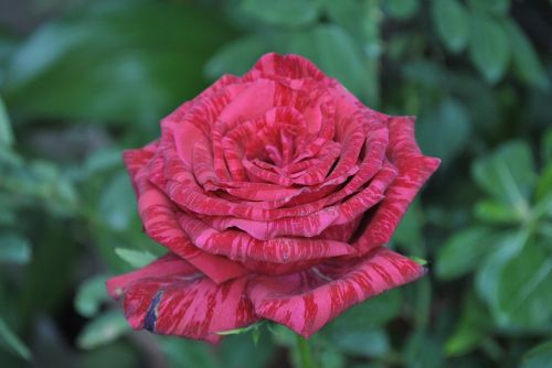 red rose flora flower