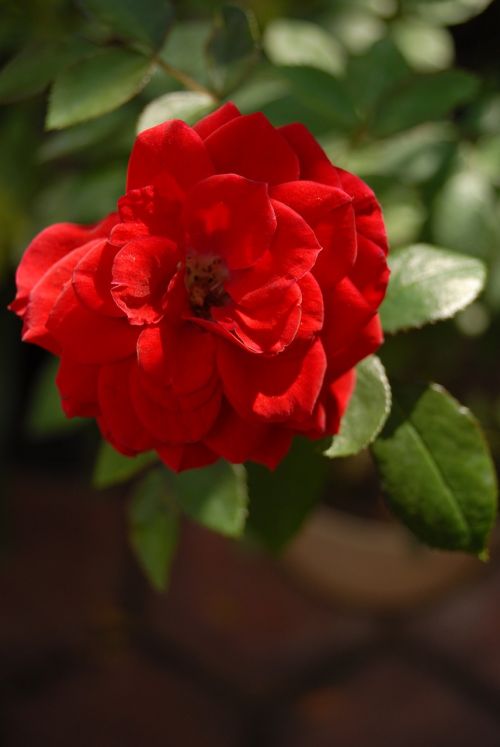 red rose small flower flora