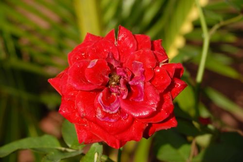 red rose small flower flora