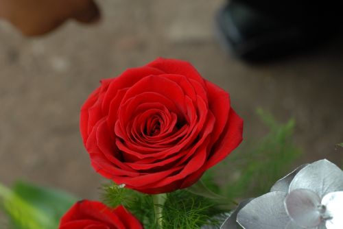 red rose flower red roses