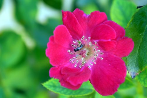 red rose flower bee