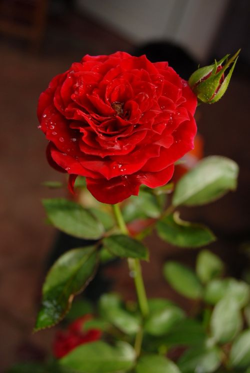 red rose petal flowers