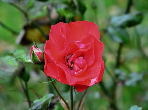 red rose rosebush petals