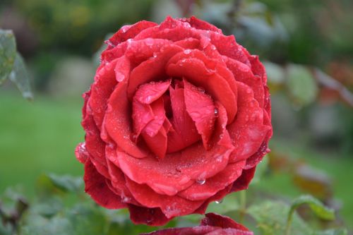 red rose pink red