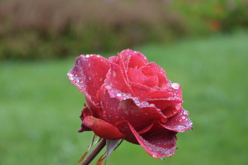 red rose pink blooming